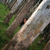 ankitashashi